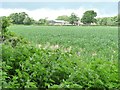 Farmland south-east of Wayrham Farm