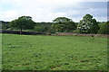 Footpath towards Picking Gill