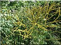 Lichen on a dead bush, Chapel Road