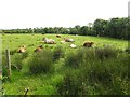 Cows, Mullaghbane