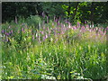 Foxgloves by Decoy pond, Brent Park