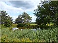 Pond at Great Holcombe Farm