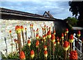 Red Hot Pokers