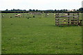 Sheep grazing among the landing lights