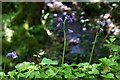 Bluebells on the bridge