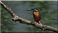 TL3810 : Kingfisher at Rye Meads Nature Reserve by Peter Trimming