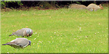 J3372 : Woodpigeons and squirrel, Botanic Gardens, Belfast by Albert Bridge
