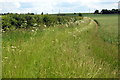 Hedge and grasses by the wheat field