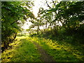 Path behind Craig Cottage