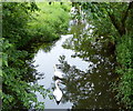 Swans on the River Sence