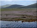 NG5327 : Saltmarsh with thrift at Kinloch Ainort by Andrew Hill