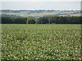 TQ8252 : Field Beans Growing Near Burberry Lane by Danny P Robinson