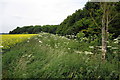 Woodland round Boxhedge Farm