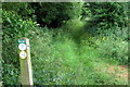 Clay Way bridleway enters the woods