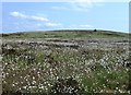 NX1167 : A Carpet of Cotton Grass by Mary and Angus Hogg