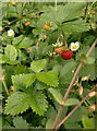 Wild strawberries (Fragaria vesca) in All Saints