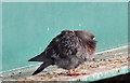 J3474 : Feral pigeon, Belfast (2013-7) by Albert Bridge