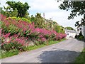 Valarian blooming in Castle Street, Strangford