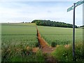 Footpath and field of barley