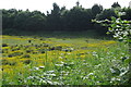 SP7555 : Buttercups on undeveloped land by the A45 by Philip Jeffrey