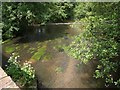 River Wey upstream from Somerset Bridge