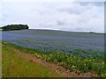 Field of linseed in flower