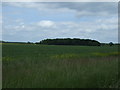 Farmland, Furze Hill