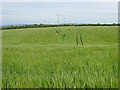 Barley crop field, Swinton