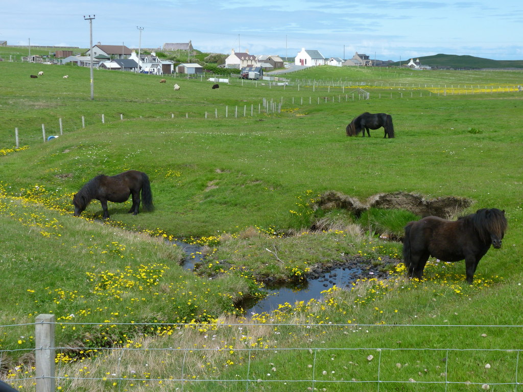 Ponies at the Burn of Shendale, Sandness © Ruth Sharville cc-by-sa/2.0 ...