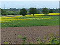 Crop of oil seed rape south of Wood Road