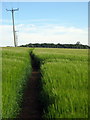 Powerlines by the footpath