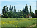 Poplars and Poplars