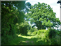 Bridleway by Poplars Shaw