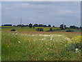 Wild flowers and arable fields