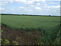 SK8373 : Crop field, Newton on Trent by JThomas