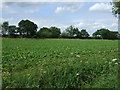 Crop field off Brown Lane