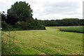 Horton Woods across the wheatfield