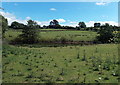 SO0559 : Fields on the east side of the A483, Howey by Jaggery