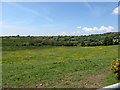 Natural meadow on the border