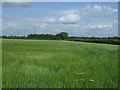 Crop field, Gibbetwood Farm