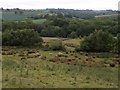 Sheep in a marshy field south of Taw Green