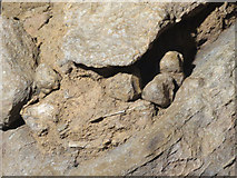 SX7466 : Coprolites in the talus cone of Joint Mitnor Cave by Chris Reynolds