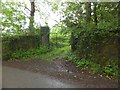 Overgrown gates in Rook Wood