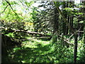 Fallen trees across the track