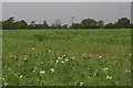 Peas in flower on the road from Legbourne to Little Carlton