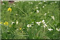 Peas in flower on the road from Legbourne to Little Carlton