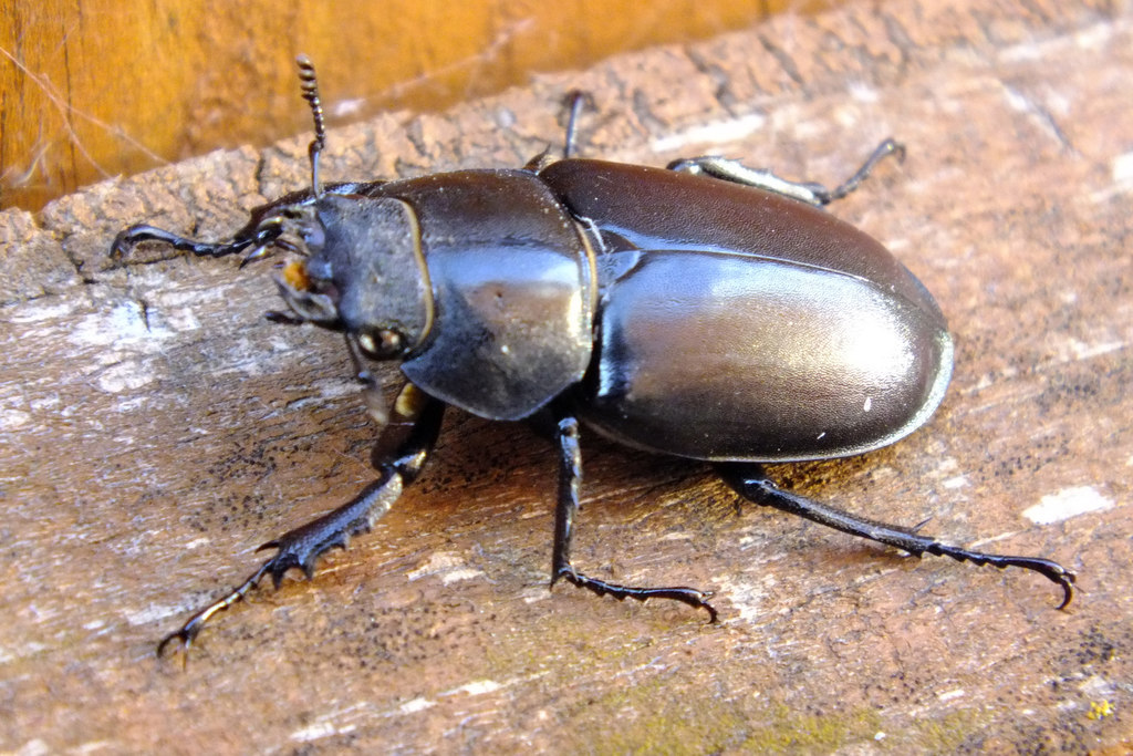 Stag Beetle (Lucanus cervus) female © Peter Pearson cc-by-sa/2.0 ...