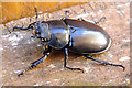 Stag Beetle (Lucanus cervus) female