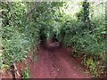 Sunken lane, a footpath, into North Tawton