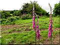 Foxgloves, Magheraglass